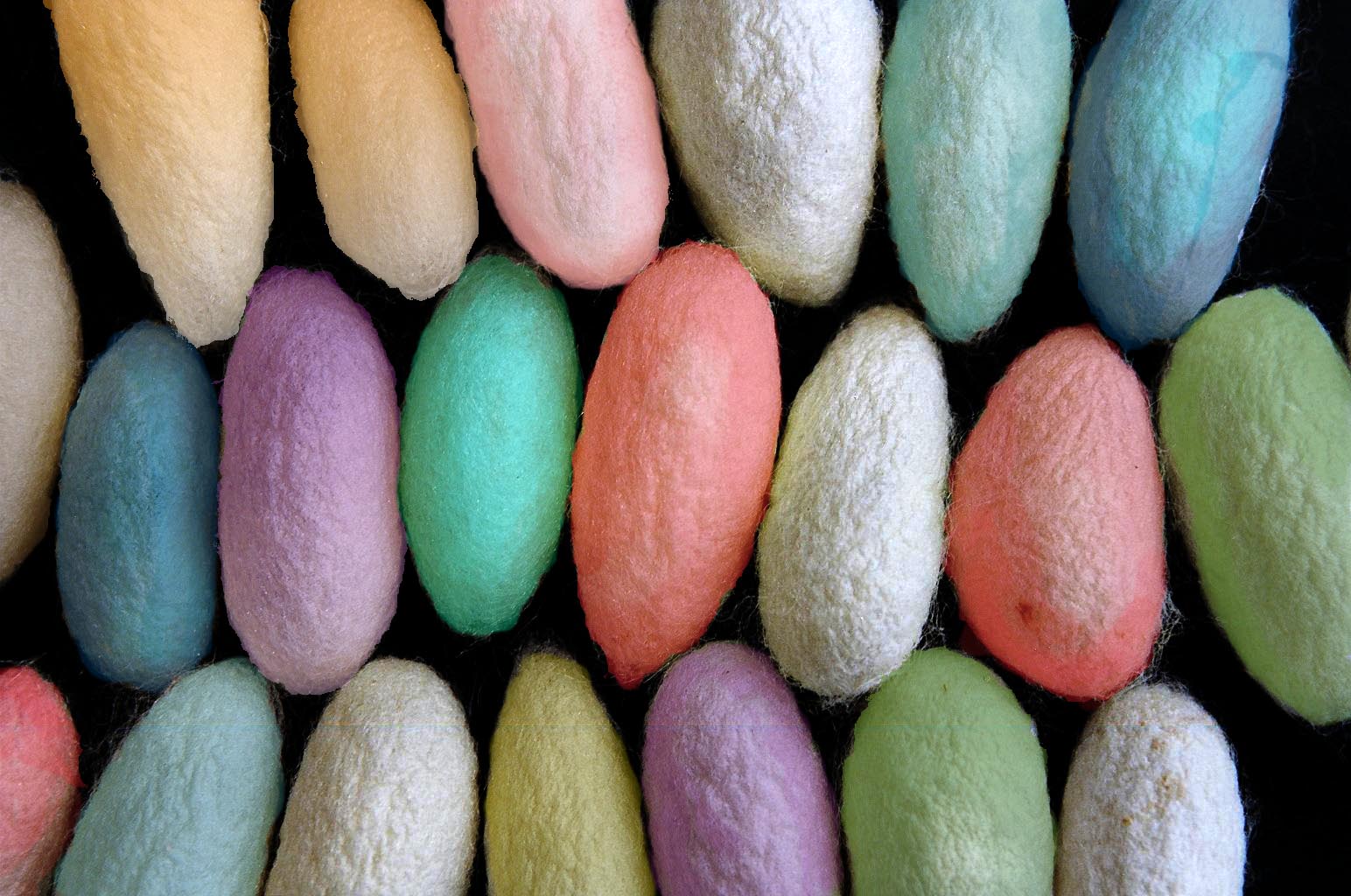 Farebné hodvábne zámotky húsenice Letkomrtky divokoidnej