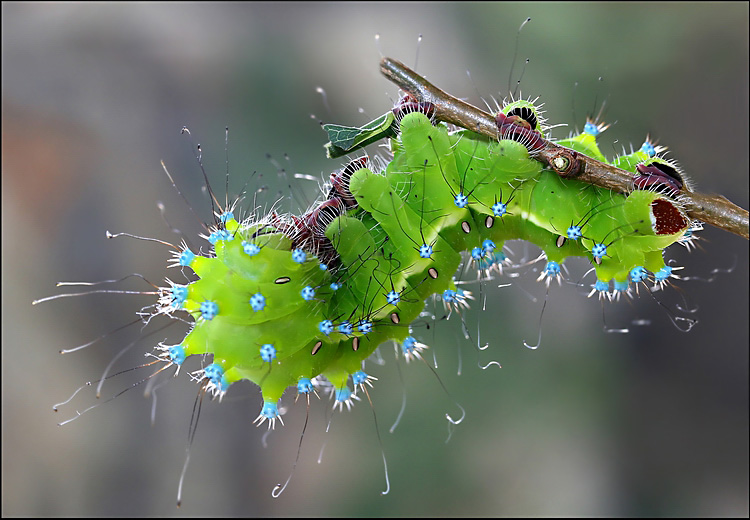 húsenica Letkomrtky divokoidnej