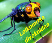 Odkaz na Monikinu stránku :)